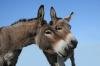 How donkeys changed the course of human history